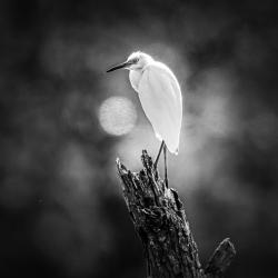 Immature Little Blue Heron
