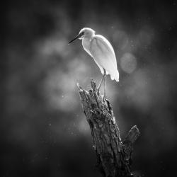 Immature Little Blue Heron