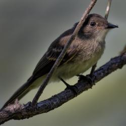 Eastern Wood-Pewee