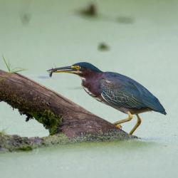 Green Heron w/minnow