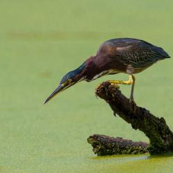 Green Heron Hunting