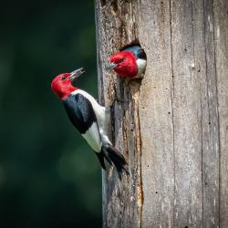 Red-headed Woodpeckers