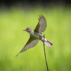 Eastern Wood-Pewee