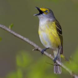 White-Eyed Vireo
