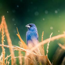 Blue Grosbeak
