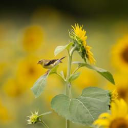 Goldfinch on Sunflower