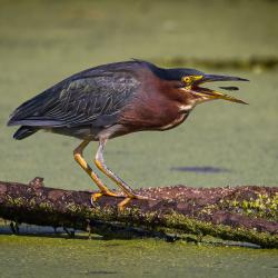 Green Heron Eating Minnow