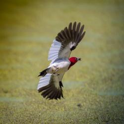 Red-headed Woodpecker