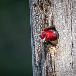 Red-headed Woodpecker