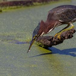 Green Heron Eating Minnow