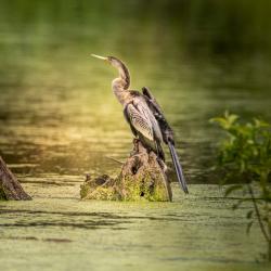 Anhinga