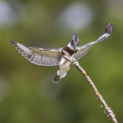 Belted Kingfisher