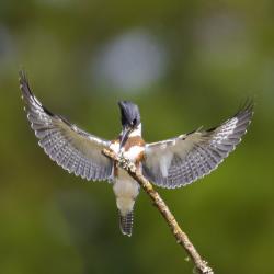 Belted Kingfisher