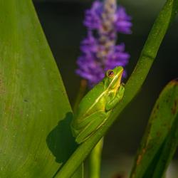 American Green Tree Frogs