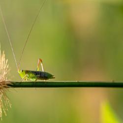 Grasshopper