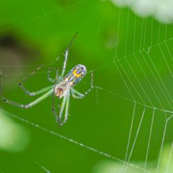 Orchard Orbweaver Spider