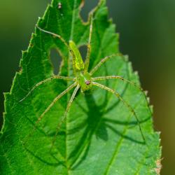 Green Lynx Spider
