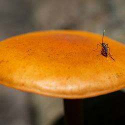 Mosquito