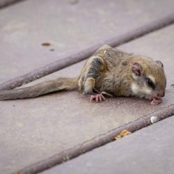 Flying Squirrel