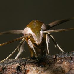Tersa Sphinx Moth