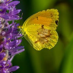 Yellow Sulphur Butterfly