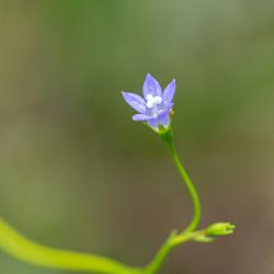 Southern rockbell