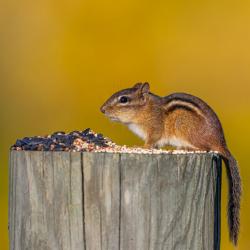 Chipmunk Eating