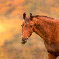 Funny Horse
