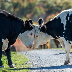 Cows Fighting