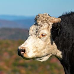 Cow Curls