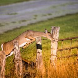 Deer Jumping