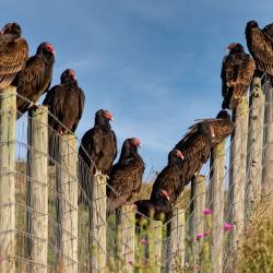 Vultures on Posts