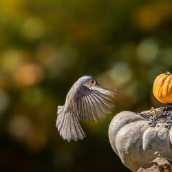 Tufted Titmouse On Pumpkin