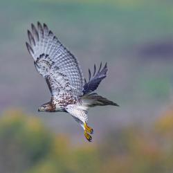 Broad-winged Hawk Morph