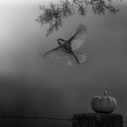 Chickadee On Pumpkin