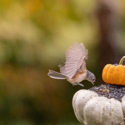 Tufted Titmouse On Pumpkin