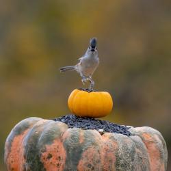 Tufted Titmouse On Pumpkin