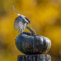Chickadee On Pumpkin