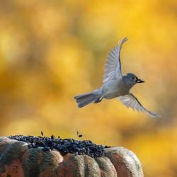 Tufted Titmouse On Pumpkin