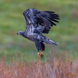 Immature Bald Eagle