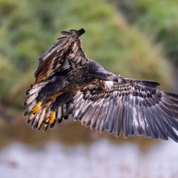 Immature Bald Eagle
