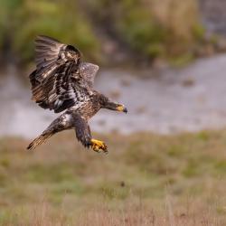 Immature Bald Eagle