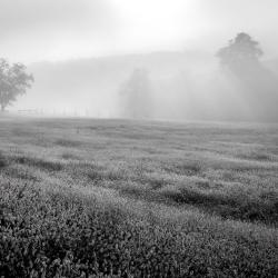 Sunrise Field