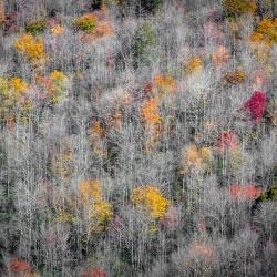 Fall Season