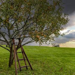 Fair Lawn Farm