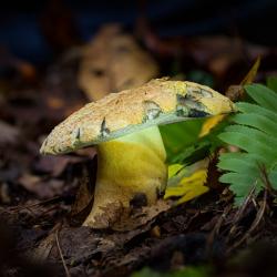 Toadstool Mushroom