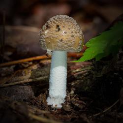 Toadstool Mushroom