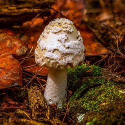 Toadstool Mushroom