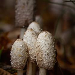 Shaggy Ink Cap Mushroom