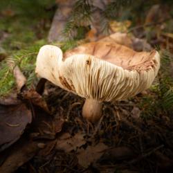 Stinking Brittlegill Mushroom